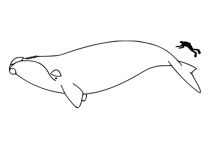 imagini de colorat animal salbatic balena